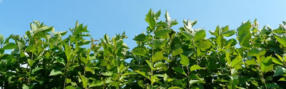 Pépinière d’arbres fruitiers, pommiers, poires, prunes, Pologne - diapositive 2