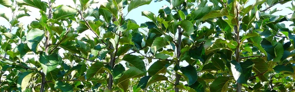 Pépinière d’arbres fruitiers, pommiers, poires, prunes, Pologne - diapositive 3