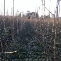 Pépinière&nbsp;: arbres, arbustes fruitiers, pommiers, poires, prunes, cerises, Pologne - galerie 01