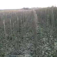 Pépinière&nbsp;: arbres, arbustes fruitiers, pommiers, poires, prunes, cerises, Pologne - galerie 18