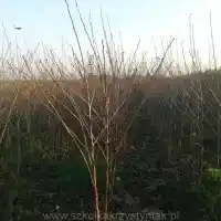 Pépinière : arbres, arbustes fruitiers, pommiers, poires, prunes, cerises, Pologne