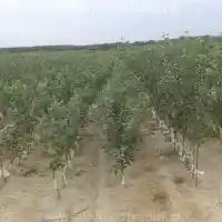 Pépinière, arbres, arbustes fruitiers, pommiers, poires, prunes, cerises, Pologne - galerie -05