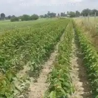 Pépinière : arbres, arbustes fruitiers, pommiers, poires, prunes, cerises, Pologne - galerie 19