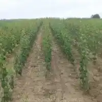Pépinière : arbres, arbustes fruitiers, pommiers, poires, prunes, cerises, Pologne