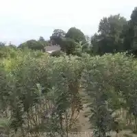 Pépinière&nbsp;: arbres, arbustes fruitiers, pommiers, poires, prunes, cerises, Pologne - galerie 06
