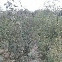 Pépinière : arbres, arbustes fruitiers, pommiers, poires, prunes, cerises, Pologne