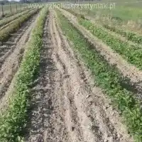 Pépinière : arbres, arbustes fruitiers, pommiers, poires, prunes, cerises, Pologne - galerie 21