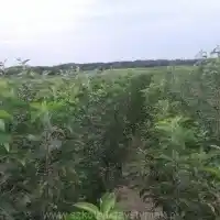 Pépinière : arbres, arbustes fruitiers, pommiers, poires, prunes, cerises, Pologne - galerie 22