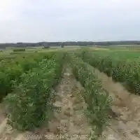 Pépinière&nbsp;: arbres, arbustes fruitiers, pommiers, poires, prunes, cerises, Pologne - galerie 08