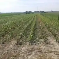 Pépinière : arbres, arbustes fruitiers, pommiers, poires, prunes, cerises, Pologne - galerie 23