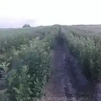 Pépinière : arbres, arbustes fruitiers, pommiers, poiriers, prunes, cerises, Pologne - galerie 24