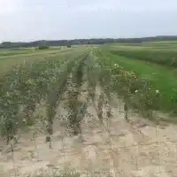 Pépinière : arbres, arbustes fruitiers, pommiers, poires, prunes, cerises, Pologne - galerie 09