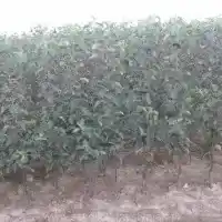 Pépinière : arbres, arbustes fruitiers, pommiers, poires, prunes, cerises, Pologne - galerie 25