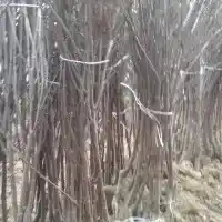 Pépinière : arbres, arbustes fruitiers, pommiers, poires, prunes, cerises, Pologne - galerie 11