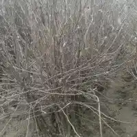 Pépinière : arbres, arbustes fruitiers, pommiers, poires, prunes, cerises, Pologne