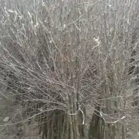 Pépinière : arbres, arbustes fruitiers, pommiers, poires, prunes, cerises, Pologne - galerie 12