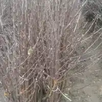 Pépinière : arbres, arbustes fruitiers, pommiers, poires, prunes, cerises, Pologne - galerie 29