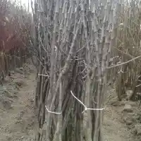 Pépinière : arbres, arbustes fruitiers, pommiers, poires, prunes, cerises, Pologne - galerie 13