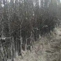 Pépinière&nbsp;: arbres, arbustes fruitiers, pommiers, poires, prunes, cerises, Pologne - galerie 33