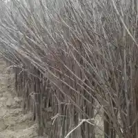 Pépinière : arbres, arbustes fruitiers, pommiers, poiriers, prunes, cerises, Pologne - galerie 34