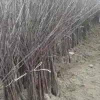 Pépinière : arbres, arbustes fruitiers, pommiers, poiriers, prunes, cerises, Pologne - galerie 15