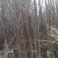 Pépinière : arbres, arbustes fruitiers, pommiers, poires, prunes, cerises, Pologne - galerie 35